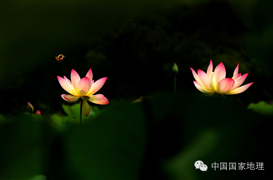 《荷香》
