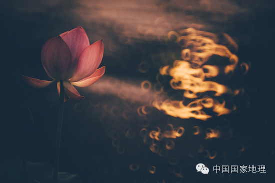《荷之灼灼》